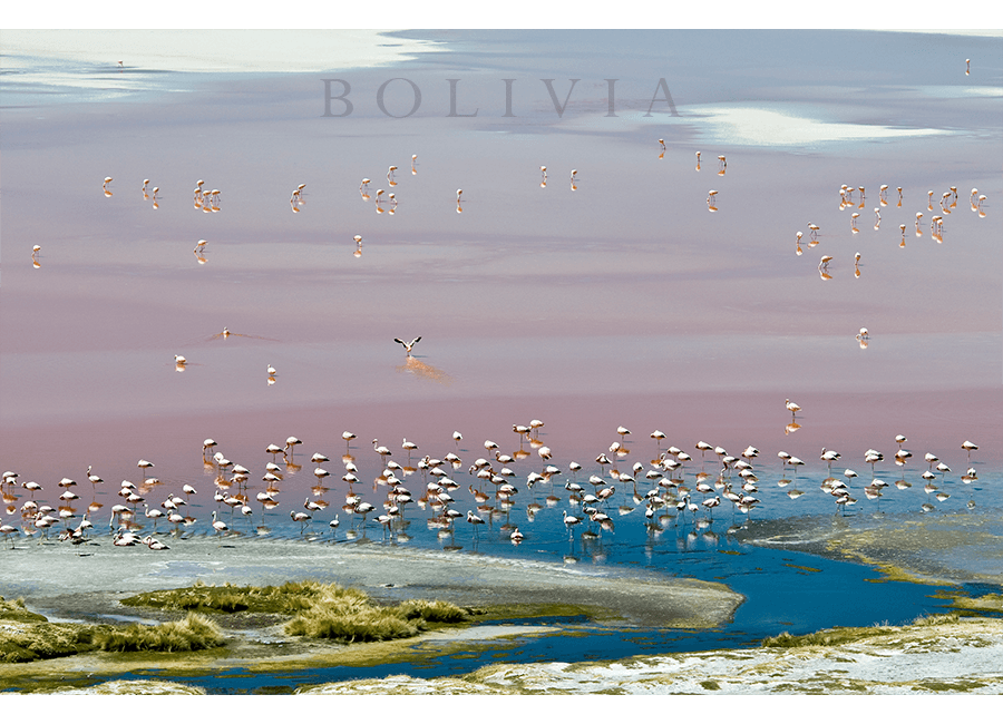 flamingos03